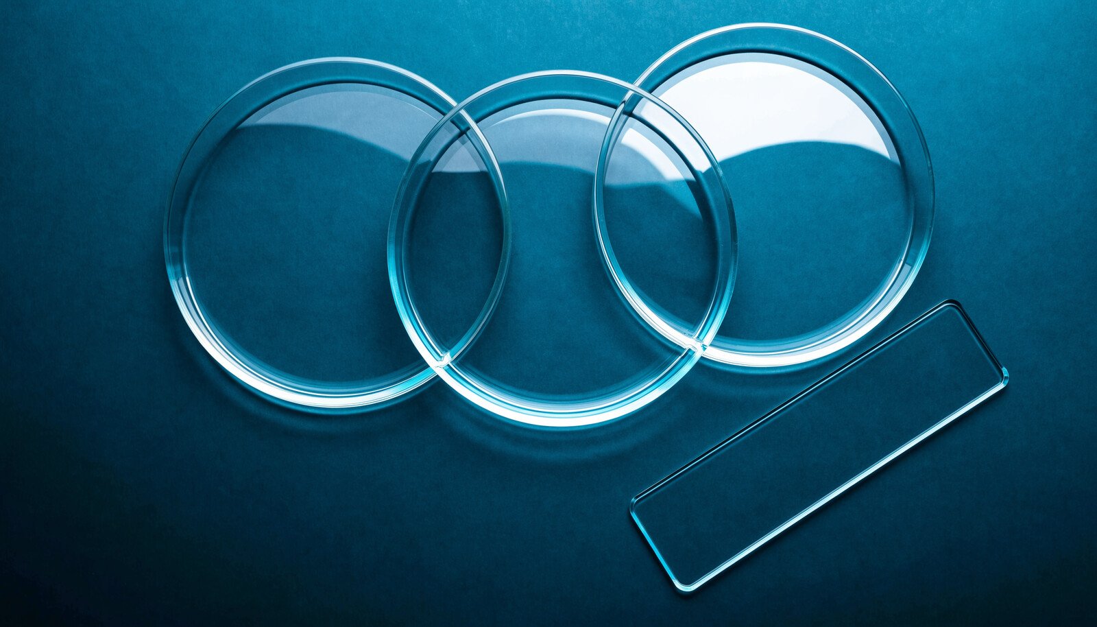 Three clean empty glass petri dishes and a glass microscope slide arranged on a dark teal surface